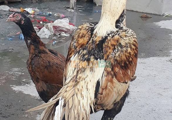 shikra for sale lamba qadd . mazboot jism , Gujrat