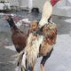 shikra for sale lamba qadd . mazboot jism , Gujrat