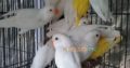 Albino pathy 4 sale , Lahore