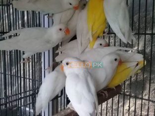 Albino pathy 4 sale , Lahore