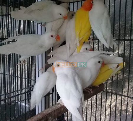 Albino pathy 4 sale , Lahore