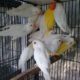 Albino pathy 4 sale , Lahore
