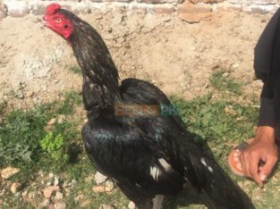 Quality Mushka patha for Sale