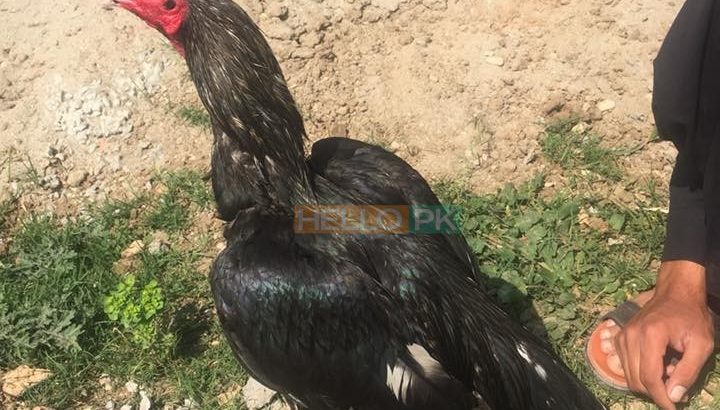 Quality Mushka patha for Sale