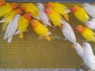 Love birds,Albino,Latino prsunata blue,black mask for sale