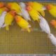 Love birds,Albino,Latino prsunata blue,black mask for sale