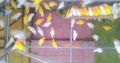 Love birds,Albino,Latino prsunata blue,black mask for sale