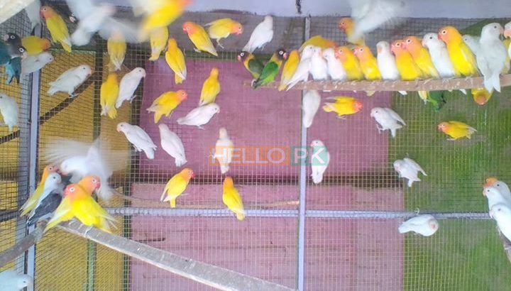 Love birds,Albino,Latino prsunata blue,black mask for sale