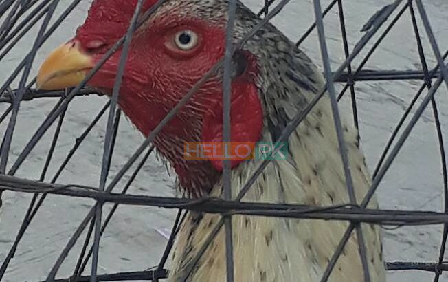shikra for sale lamba qadd . mazboot jism , Gujrat