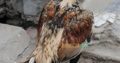 shikra for sale lamba qadd . mazboot jism , Gujrat