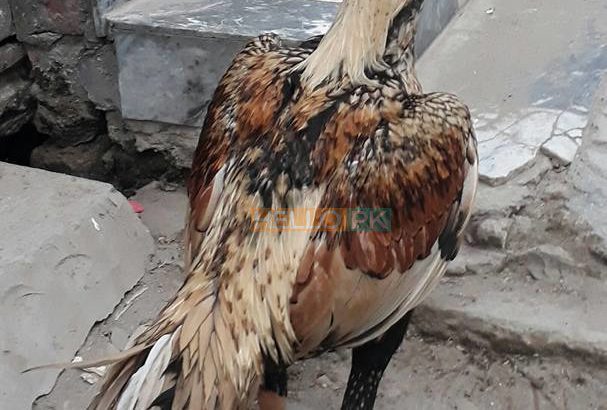 shikra for sale lamba qadd . mazboot jism , Gujrat