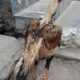 shikra for sale lamba qadd . mazboot jism , Gujrat