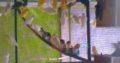Love birds,Albino,Latino prsunata blue,black mask for sale