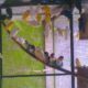 Love birds,Albino,Latino prsunata blue,black mask for sale