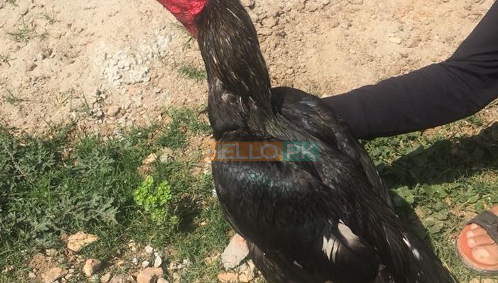 Quality Mushka patha for Sale