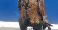 shikra for sale lamba qadd . mazboot jism , Gujrat