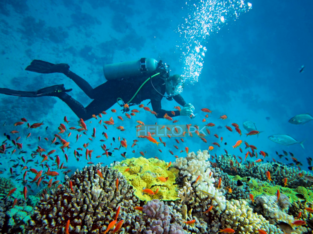Picnic Sonara beach Charna iland & farm house,scuba diving