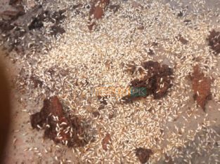 100% Guarantee General Fumigation