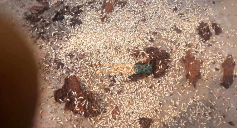 100% Guarantee General Fumigation