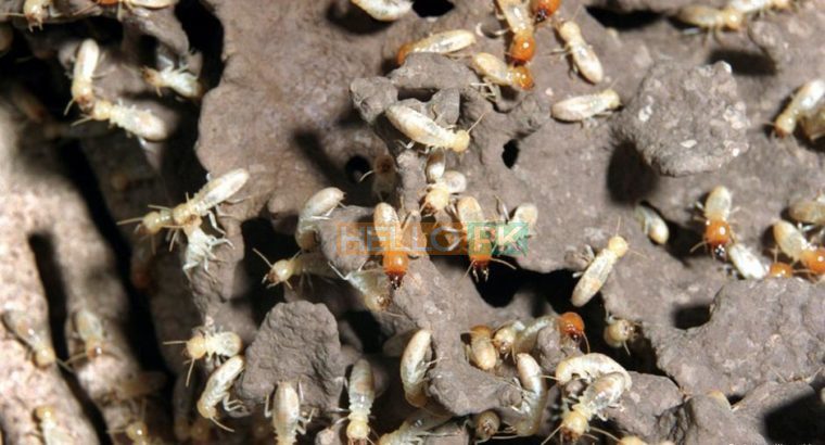 Service 100% Demak Khatmal Lal Bag Bathroom Leakage