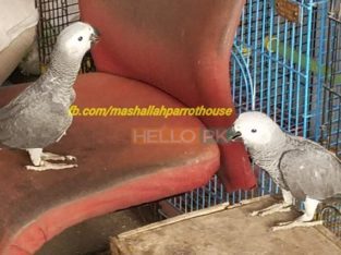 Gray Parrot Local Birds Farm Breed For Sale