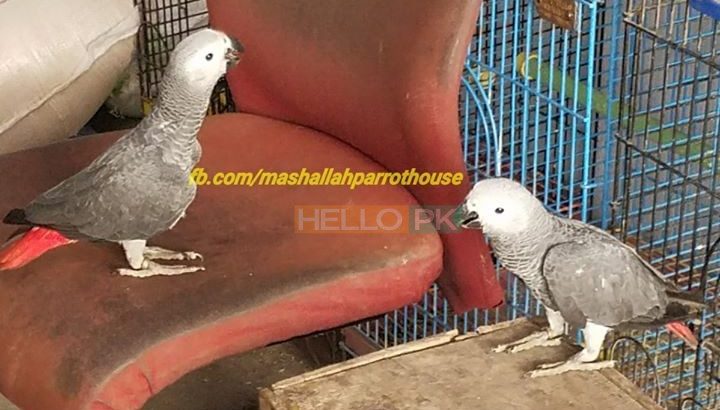 Gray Parrot Local Birds Farm Breed For Sale