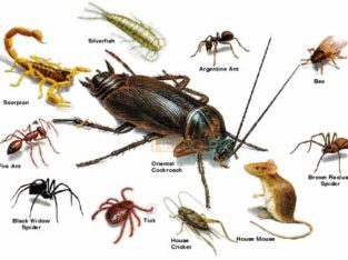 Apne ghur ko deemak or zung se bachain