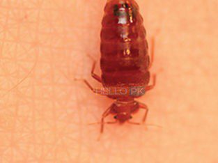 Get Pest Free Environment With ISO Certified Company