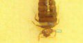 Fumigation, Pest Control, Deemak, Khatmal, Lalbaig