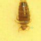 Fumigation, Pest Control, Deemak, Khatmal, Lalbaig
