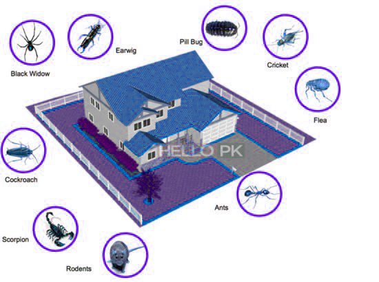 Fumigation, Pest Control, Deemak, Khatmal, Lalbaig