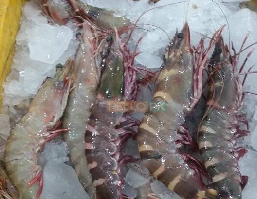 Fresh Seafood at your doorstep | Export Quality