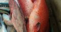 Fresh Seafood at your doorstep | Export Quality