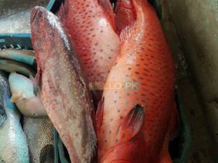 Fresh Seafood at your doorstep | Export Quality