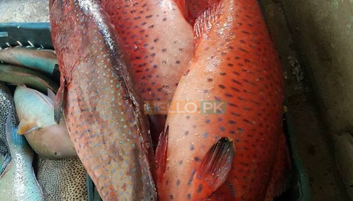 Fresh Seafood at your doorstep | Export Quality