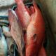 Fresh Seafood at your doorstep | Export Quality