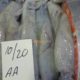 Fresh Seafood at your doorstep | Export Quality