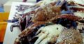 Fresh Seafood at your doorstep | Export Quality