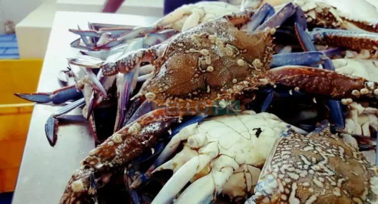 Fresh Seafood at your doorstep | Export Quality