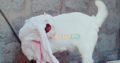 Gulbi kaple (goat) Pure Bloodline CARGO AVAILABLE All Over Pakistan