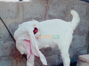Gulbi kaple (goat) Pure Bloodline CARGO AVAILABLE All Over Pakistan