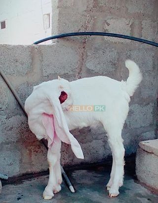Gulbi kaple (goat) Pure Bloodline CARGO AVAILABLE All Over Pakistan