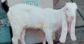 Gulbi kaple (goat) Pure Bloodline CARGO AVAILABLE All Over Pakistan