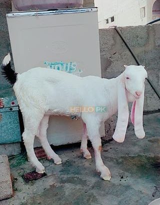 Gulbi kaple (goat) Pure Bloodline CARGO AVAILABLE All Over Pakistan