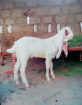 Gulbi kaple (goat) Pure Bloodline CARGO AVAILABLE All Over Pakistan