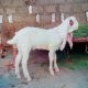 Gulbi kaple (goat) Pure Bloodline CARGO AVAILABLE All Over Pakistan