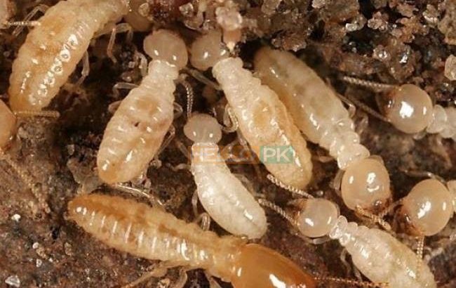 Seven sky fumigation & services with 100% Guaranteed Work