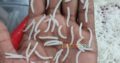 1121 Special sela Rice ( CHAWAL ) best quality for sale Contact us.