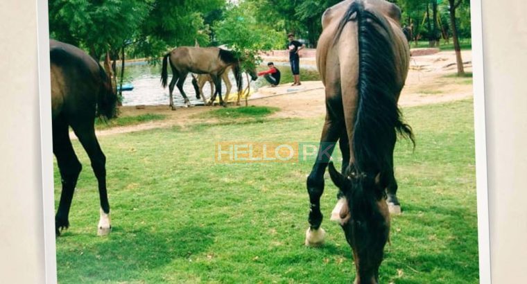 Lets plan a Picnic Family Gathering Corporate Event at Countryside Chalet Resort