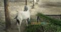 Bakray goat for qurbani And Meat Business. Sehet mand, vaccinated pure nasal k bakray